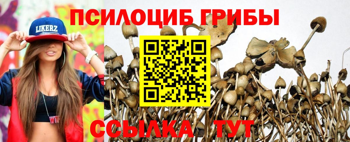 Псилоцибиновые грибы Cubensis  Вход с VPN  Галлюциногенные грибы прущие грибы  Северобайкальск 